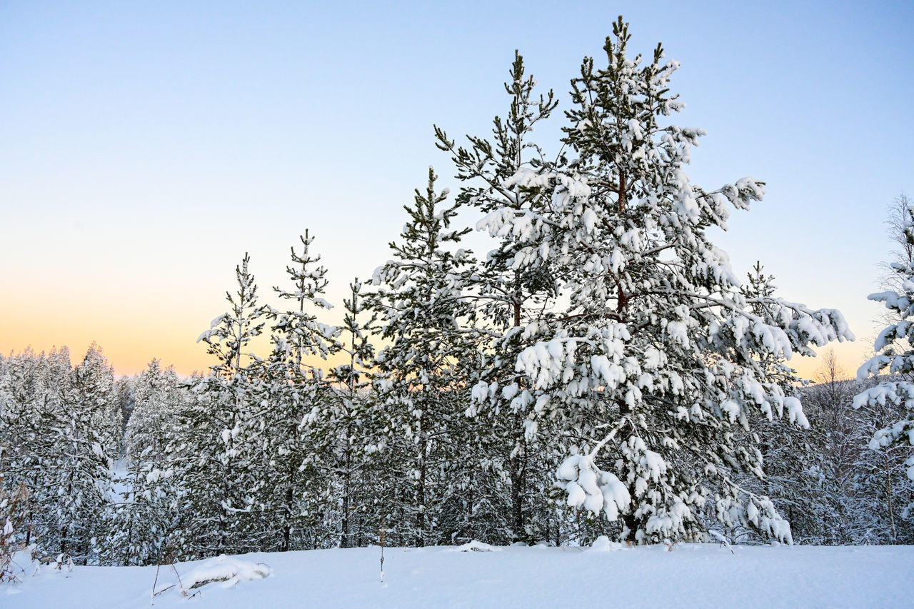 SNOW COVERED PINE TREES AGAINST SKY