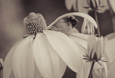 Close-up of honey bee on flowering plant