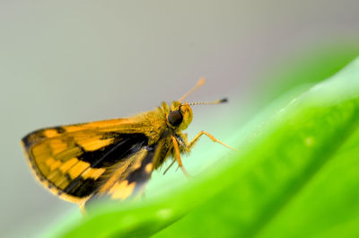 Close-up of butterfly