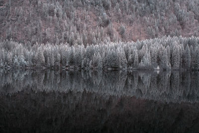 View of pine trees by lake