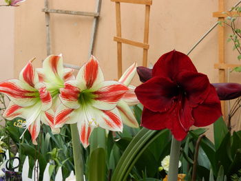 Close-up of red flowering plants