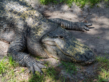 Close-up of crocodile