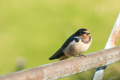 Close-up of bird perching outdoors