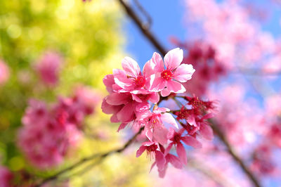 Close-up of pink cherry blossom