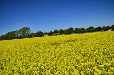 Scenic view of yellow flower field against clear sky