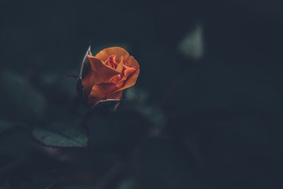 Orange rose starting to bloom