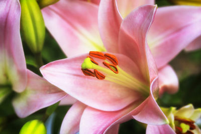 Close-up of day lily blooming outdoors