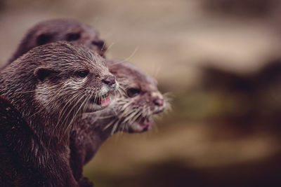 Close-up of an animal