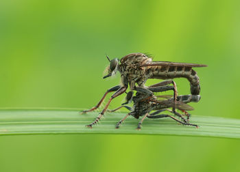 Close-up of grasshopper