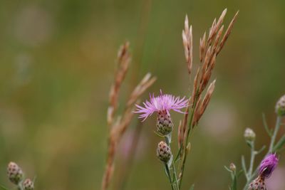 Close-up of purple flowers