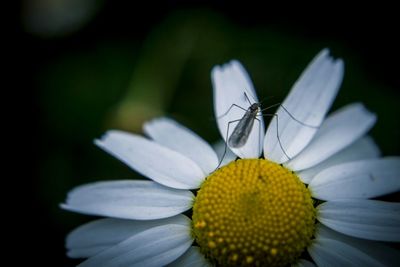 Close-up of white daisy blooming outdoors