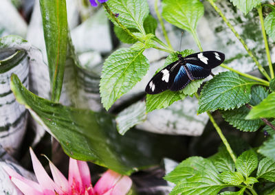 Close-up of butterfly pollinating on plant