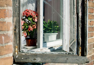 Potted plant on window sill