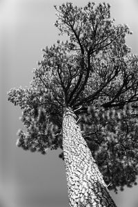 Low angle view of flower tree against sky