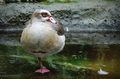 Close-up of duck in water