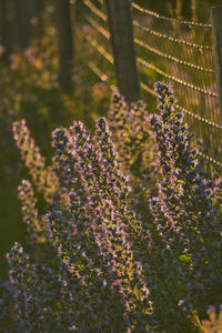 Close-up of plants