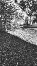 Shadow of tree on grass