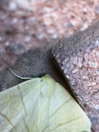 High angle view of insect on wood