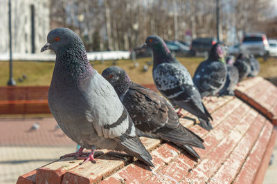 Close-up group of gray wild pigeons perching city square wooden bench