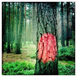 Trees in forest