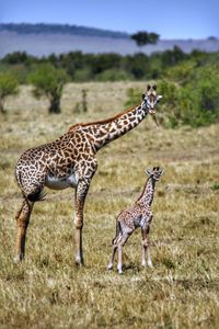 Giraffe in a field