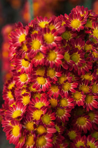 Close-up of flowers