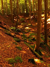 Trees in forest