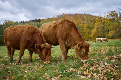 Cows grazing on field