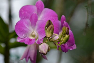 Close-up of insect on pink flower