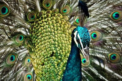 Close-up photo of the front of a peacock