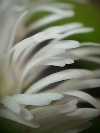 Close-up of white flowers