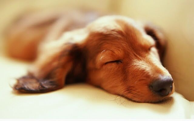 animal themes, domestic animals, dog, indoors, mammal, pets, one animal, relaxation, resting, lying down, close-up, animal head, sleeping, brown, selective focus, home interior, bed, focus on foreground, animal body part, comfortable