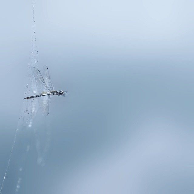 water, clear sky, nature, tranquility, copy space, waterfront, sky, beauty in nature, foggy, scenics, day, tranquil scene, outdoors, sea, no people, weather, low angle view, transportation, mode of transport