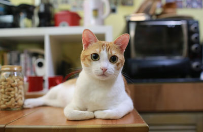 Portrait of cat on table