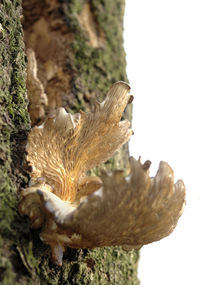 Close-up of a bird on a tree