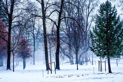 Trees on snow covered landscape