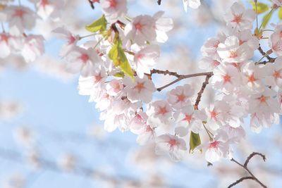 Low angle view of cherry blossoms in spring