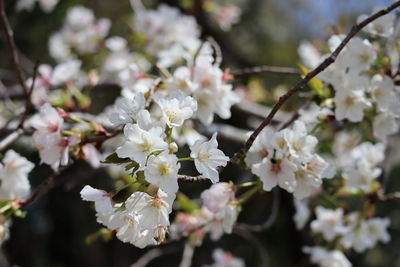 Close-up of white cherry blossoms in spring