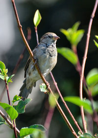 Close-up of bird perching on branch