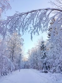 Snow covered land and trees against sky