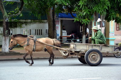 Side view of horse cart on street