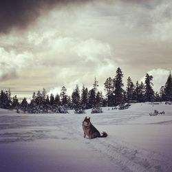 Dog on snow covered landscape