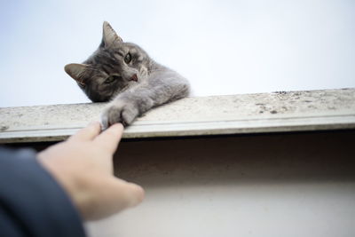 Cropped image of man with cat
