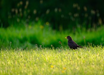 Bird perching on grass