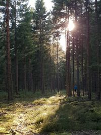 Rear view of man amidst trees in forest