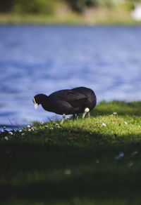 Birds on a field