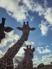 Low angle view of giraffe