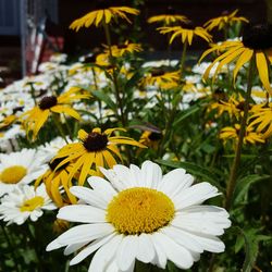 Close-up of white daisy flower