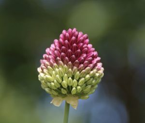 Close-up of pink flower