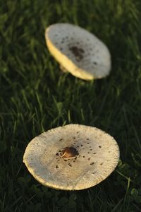 Close-up of mushroom on grass